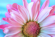 impression-photo-fleur